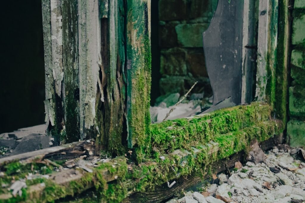 Photo The Last of Us