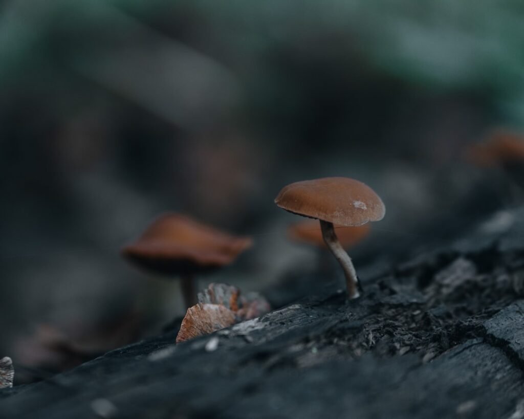 Photo Evolving world
