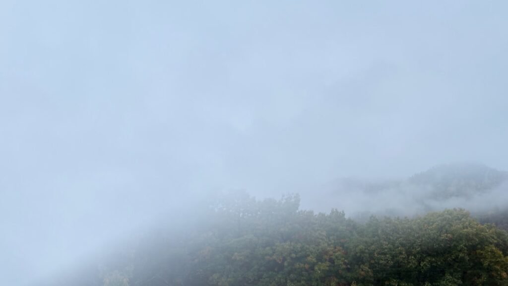 Photo Eerie forest