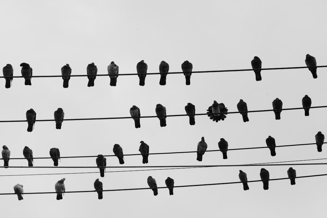 Photo Linear narrative