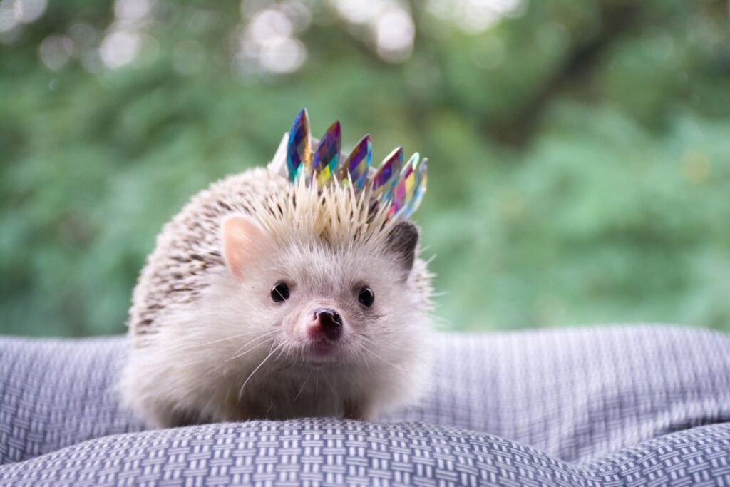 Photo Sonic the Hedgehog